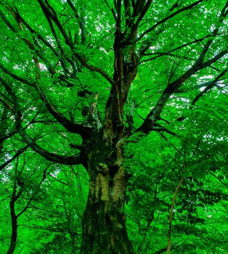 green-project